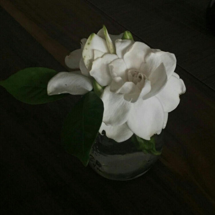雪代缘（身份：雪代巴弟弟、上海黑帮老大、虎伏绝刀式使用者） - 纪录片4K资源在线观看 - 电脑追剧